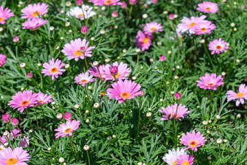 Fototapeta premium Marguerites with purple petals filled the flower bed. warm sunshine - marguerite daisy, Paris daisy, Argyranthemum frutescens