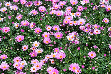 Fototapeta premium Marguerites with purple petals filled the flower bed. warm sunshine - marguerite daisy, Paris daisy, Argyranthemum frutescens