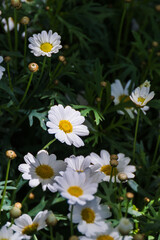 Obraz premium A Marguerite daisy with white petals. warm sunshine - marguerite daisy, Paris daisy, Argyranthemum frutescens