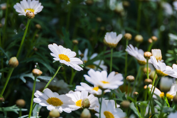 Fototapeta premium A Marguerite daisy with white petals. warm sunshine - marguerite daisy, Paris daisy, Argyranthemum frutescens