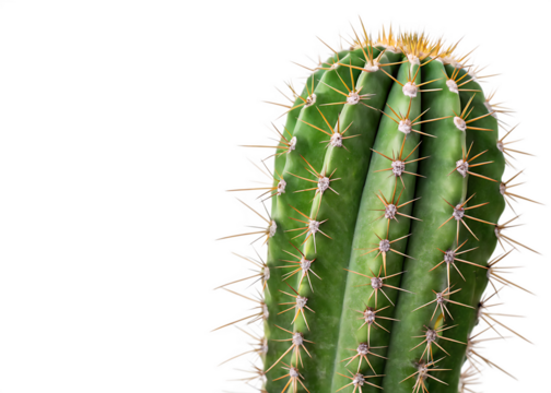 prickly-cactus-isolated on white background png, ai generated