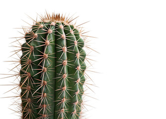 prickly-cactus-isolated on white background png, ai generated