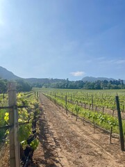 Fototapeta premium Groot Constantia Wine Farm, Cape Town, South Africa