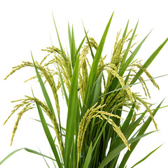 Naklejka premium rice-plant-isolated on white background png, ai generated