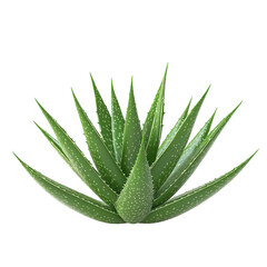 Aloe Vera Plant Succulent Green Leaves Isolated Black Background,, isolated on a white background