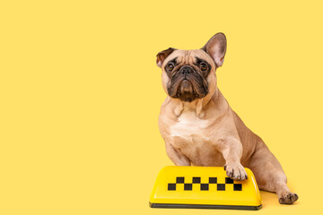 Cute French bulldog with taxi roof sign on yellow background © Pixel-Shot