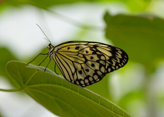 Large Nymph Butterfly