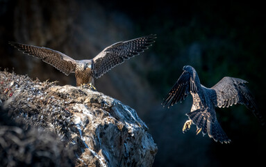 Peregrine falcon juveniles landing and fighting off a cliff in Los Angeles