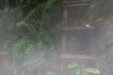 A misty garden scene with a wooden ladder partially obscured by lush green ferns and dense fog.