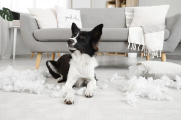 Naughty Border Collie dog with scattered pillow filling lying on floor at home