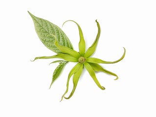 Ylang ylang flower and leaves (Cananga odorata) isolated on white background