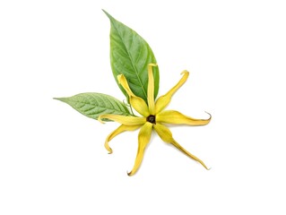 Ylang ylang flower and leaves (Cananga odorata) isolated on white background