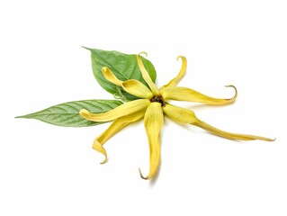 Ylang ylang flower and leaves (Cananga odorata) isolated on white background