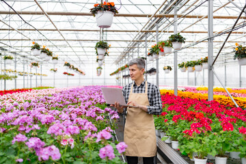 A gardener in a greenhouse, using a laptop to manage vibrant flowers and plants in pots and hanging baskets.