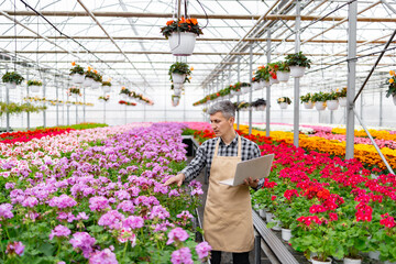 A man tending to plants in a greenhouse, examining them with a laptop.