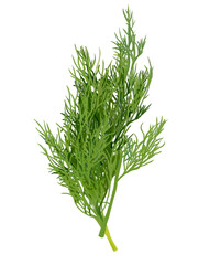 ハーブ（ディル）