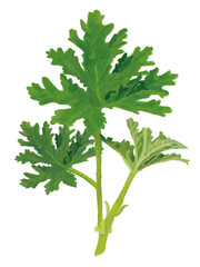 ハーブ（ローズゼラニウム）