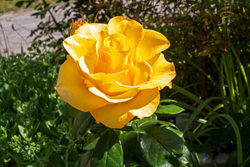 bright blossoming yellow flowers of roses in the garden. Features Growing and breeding roses