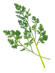 ハーブ（チャービル）