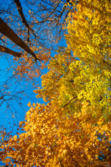 Natural fallen leaves. Autumnal leaves on tree. Autumnal season nature. Bright color fall. Colors...