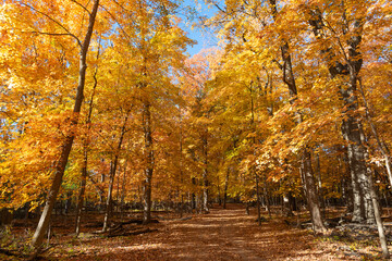 Nature in autumn. Fall weather outdoor. Leaves in autumn nature forest. Fallen leaves. Windy path. Autumn nature forest. Orange and yellow fall leaves. Fall season colors