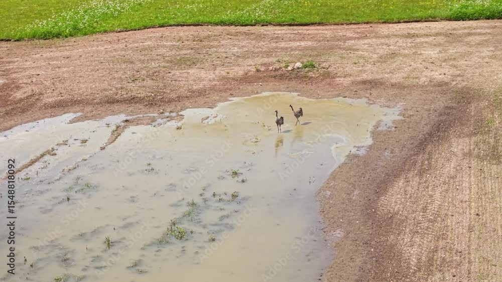 Poster two cranes standing in a muddy puddle on a cloudy day in a quiet open field