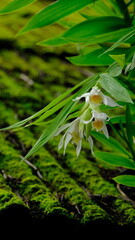 Thunia alba (Lindl.) Rchb.f., Thunia alba, white wild orchid can be found in nature, Thungyai Naresuan Wildlife Sanctuary, Eastern Section, is located in Tak Province, Thailand