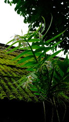 Thunia alba orchids flower close up in nature, white wild orchid can be found in nature, Thungyai Naresuan Wildlife Sanctuary, Eastern Section, is located in Tak Province, Thailand