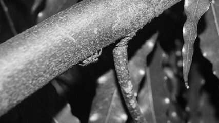 A black and white photograph of a small spider on a wooden branch. Taken from Las Pinas, NCR, Philippines.
