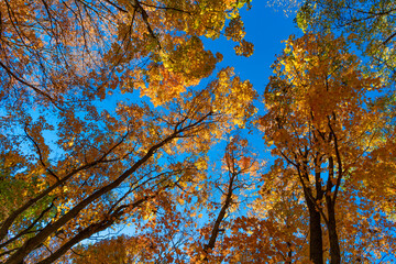 Leaves in autumn nature forest. Fallen leaves. Seasonal nature. Autumn nature forest. Orange and yellow fall leaves. Fall season colors. Nature in autumn. Fall weather outdoor