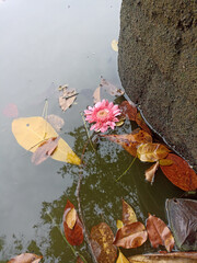a flower floating on water
