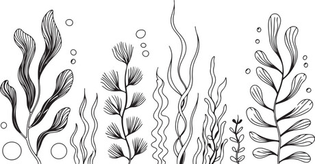 This image features a collection of various sea plants and aquatic flora, rendered in detailed line art with accompanying bubbles, creating an underwater theme. 