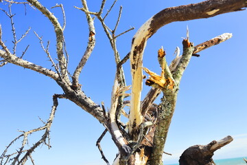 Sun-bleached and burnt dried tree branches on Curracloe Beach. Bare branches against vibrant blue...