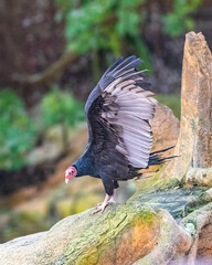 A Turkey Vulture