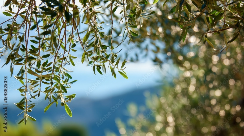 Poster close-up of olive tree branches with leaves and bokeh background