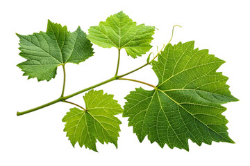 Fresh green grapevine leaves branch isolated on transparent background