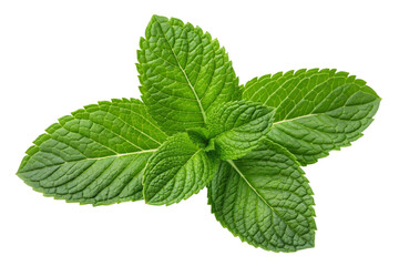 Fresh green mint sprig isolated on transparent background