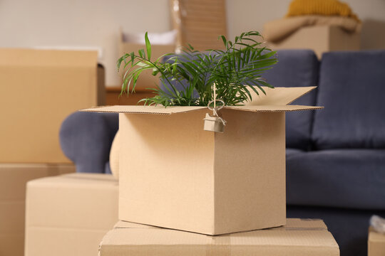 Cardboard box with keys from new house and houseplant on table in living room at moving day