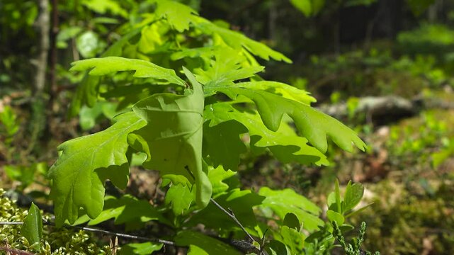 Low angle detail of small oak tree, sapling with fresh green leaves sway in the wind. Young tree growing beneath the warm glow of the sunlit woodland and natural depth. Forest floor bokeh background