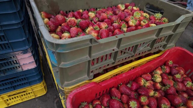 Close-up of a large ripe strawberry in fruit crates at the market.