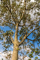 Embauba tree, with blue sky in the background