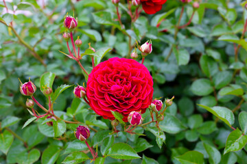 Red rose in a public park in Japan