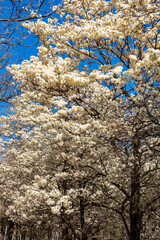 Ipes white tree flowering grove in Brazil