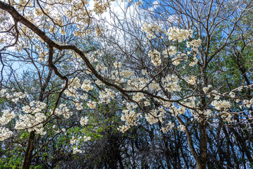 Ipes white tree flowering grove in Brazil