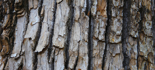 Rough tree bark with deep cracks and natural textures.