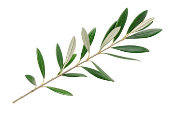 Fresh olive branch with green leaves isolated on transparent background