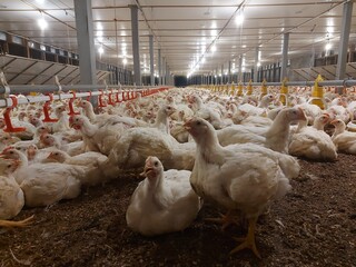 Large group of broiler chickens inside a modern poultry farm. Representative of food industry, livestock, and agricultural production in Asia. © Oscar
