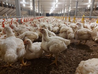 Large group of broiler chickens inside a modern poultry farm. Representative of food industry, livestock, and agricultural production in Asia.