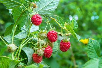 Natural ripening raspberries on a bush in the garden. Red ripe raspberries close-up.