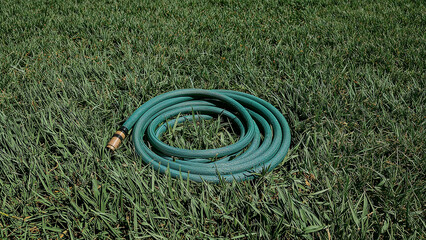 garden hose in grass, summer heat realism.